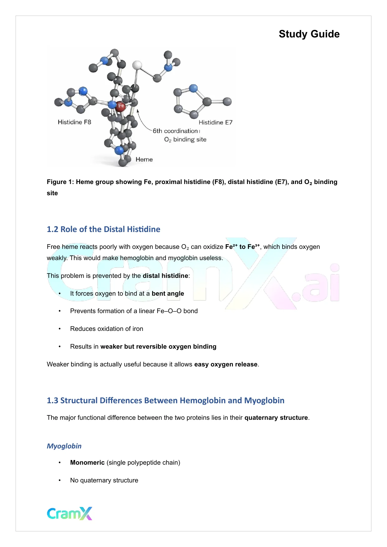 Biochemistry I - Oxygen Binding by Myoglobin and Hemoglobin - Page 2 preview image