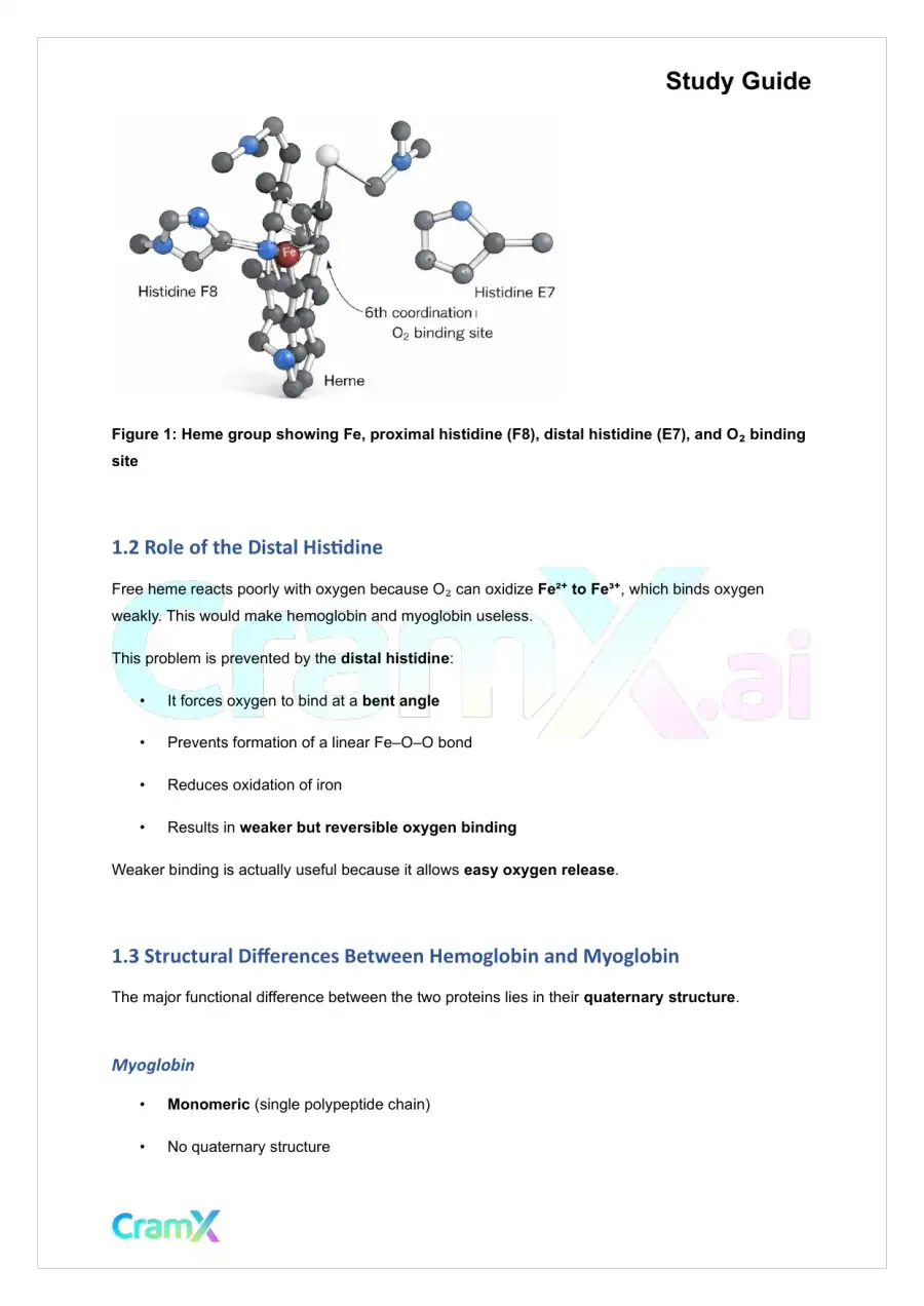 Biochemistry I - Oxygen Binding by Myoglobin and Hemoglobin, page 2