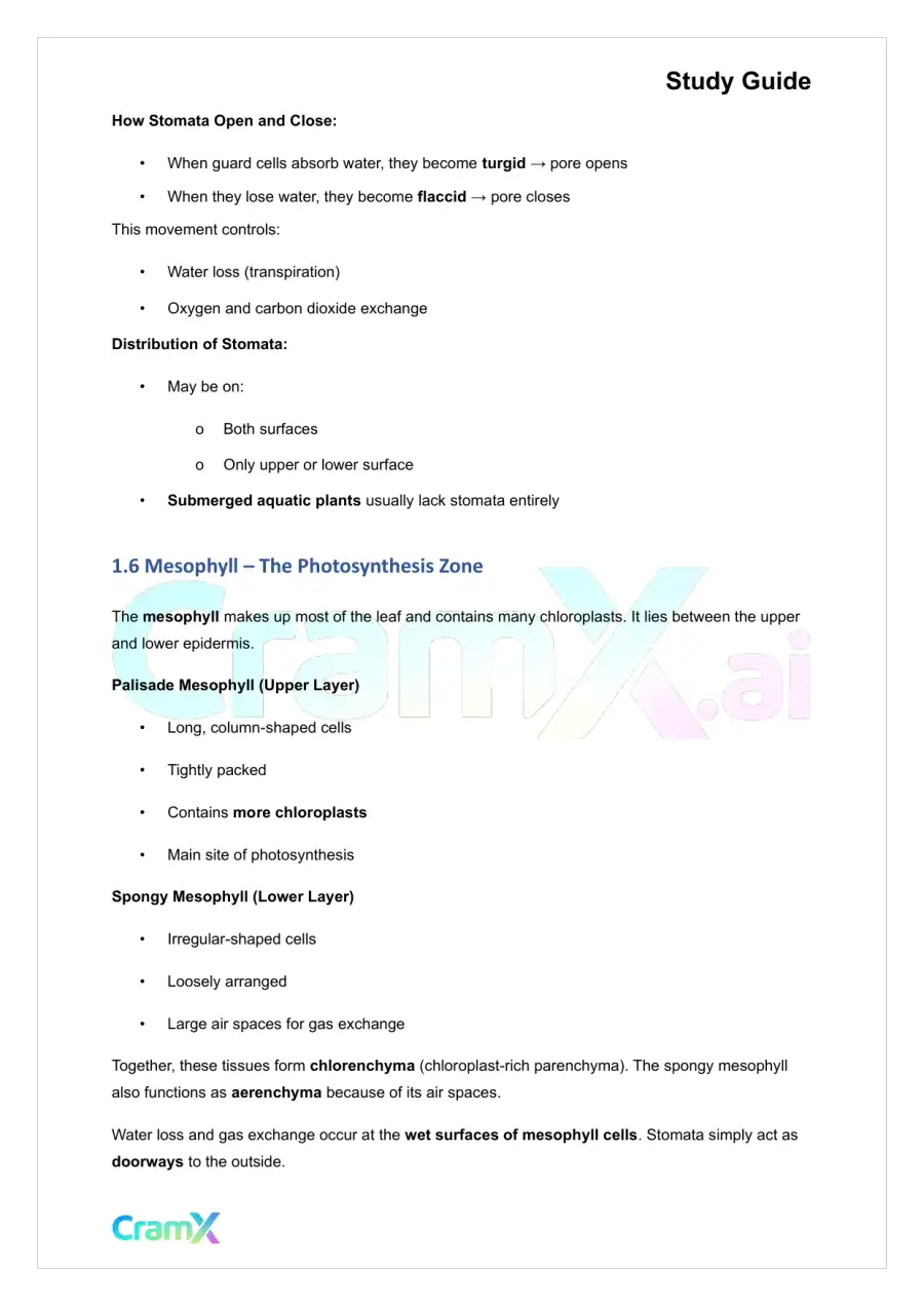 Plant Biology - The Shoot System Leaves, page 4