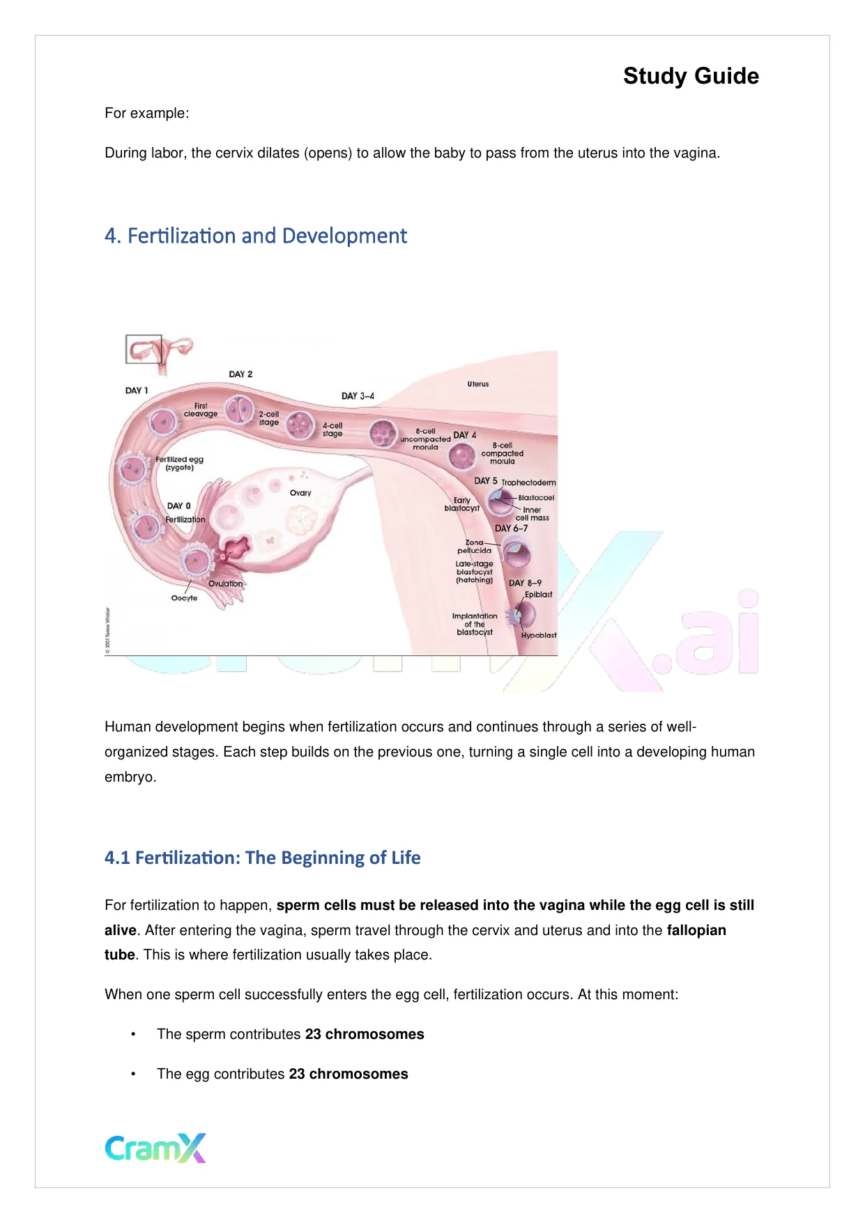 Biology - Reproduction - Page 5 preview image