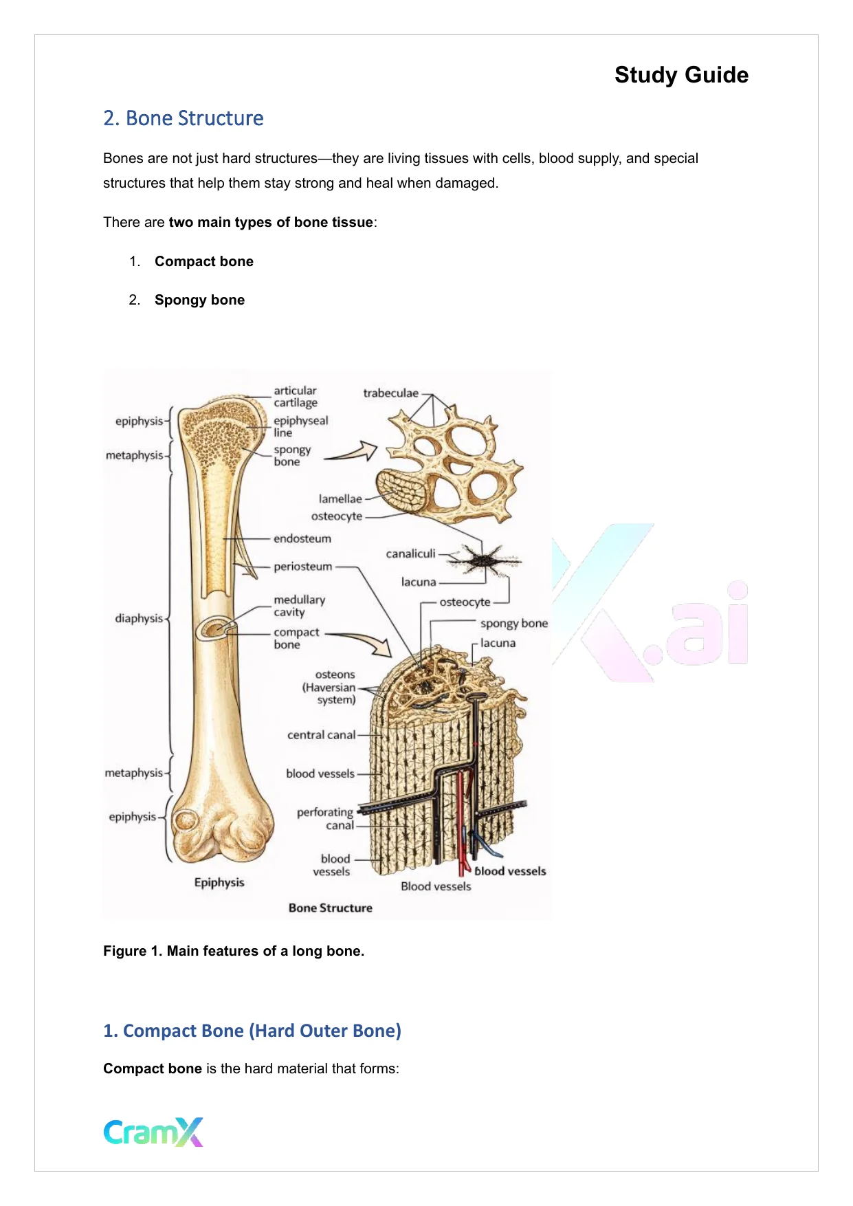 Anatomy and Physiology - Bones and Skeletal Tissues - Page 3 preview image