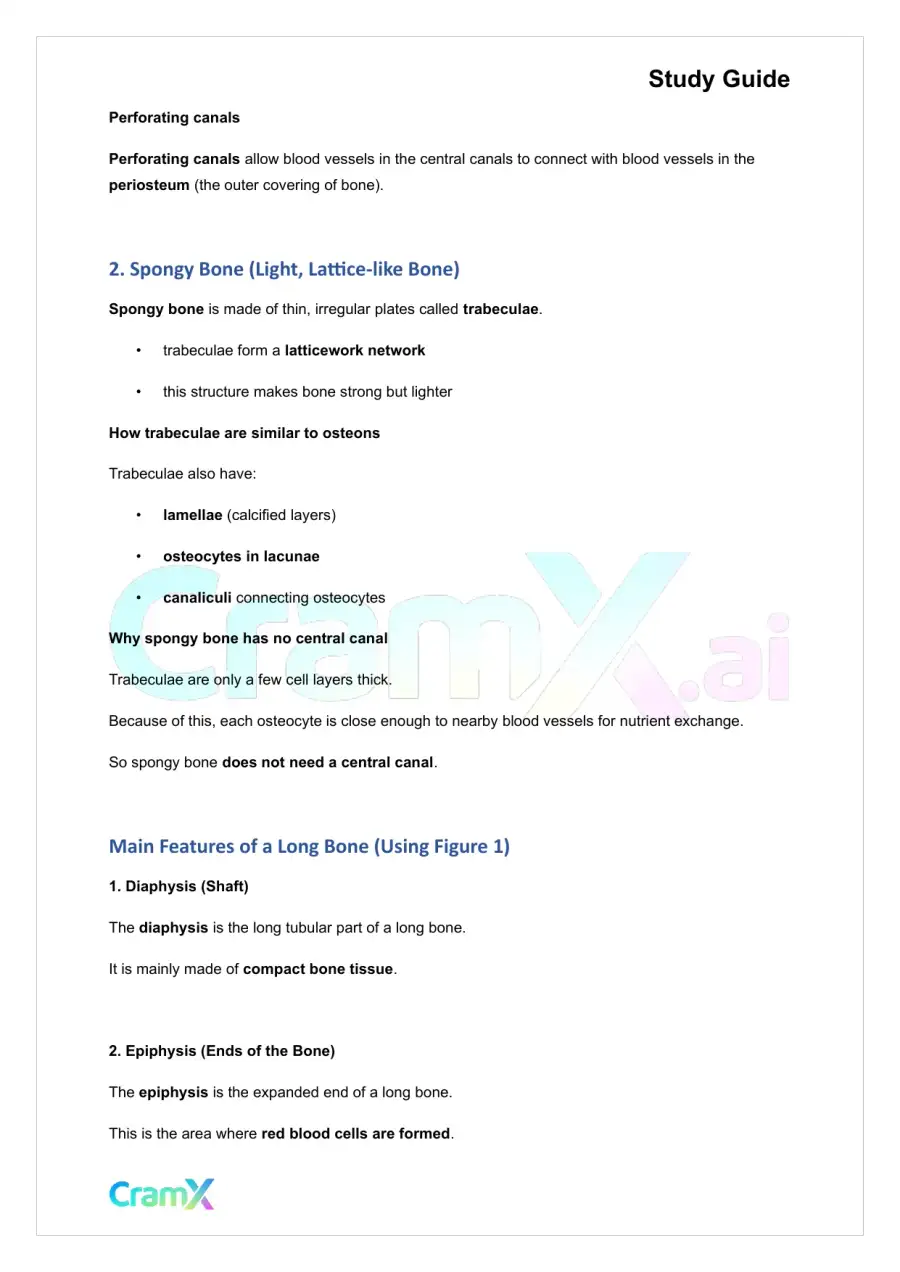 Anatomy and Physiology - Bones and Skeletal Tissues, page 5