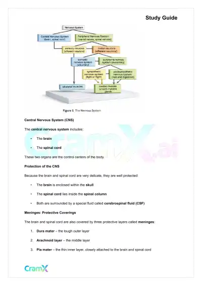 Psychology - Psychology Biological Bases of Behavior - Page 6 preview image