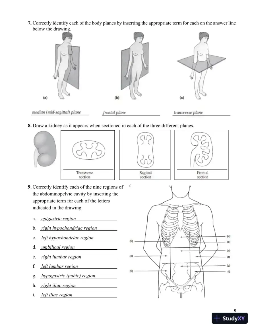 Solution Manual for Human Anatomy Laboratory Manual with Cat Dissections, 8th Edition, page 13