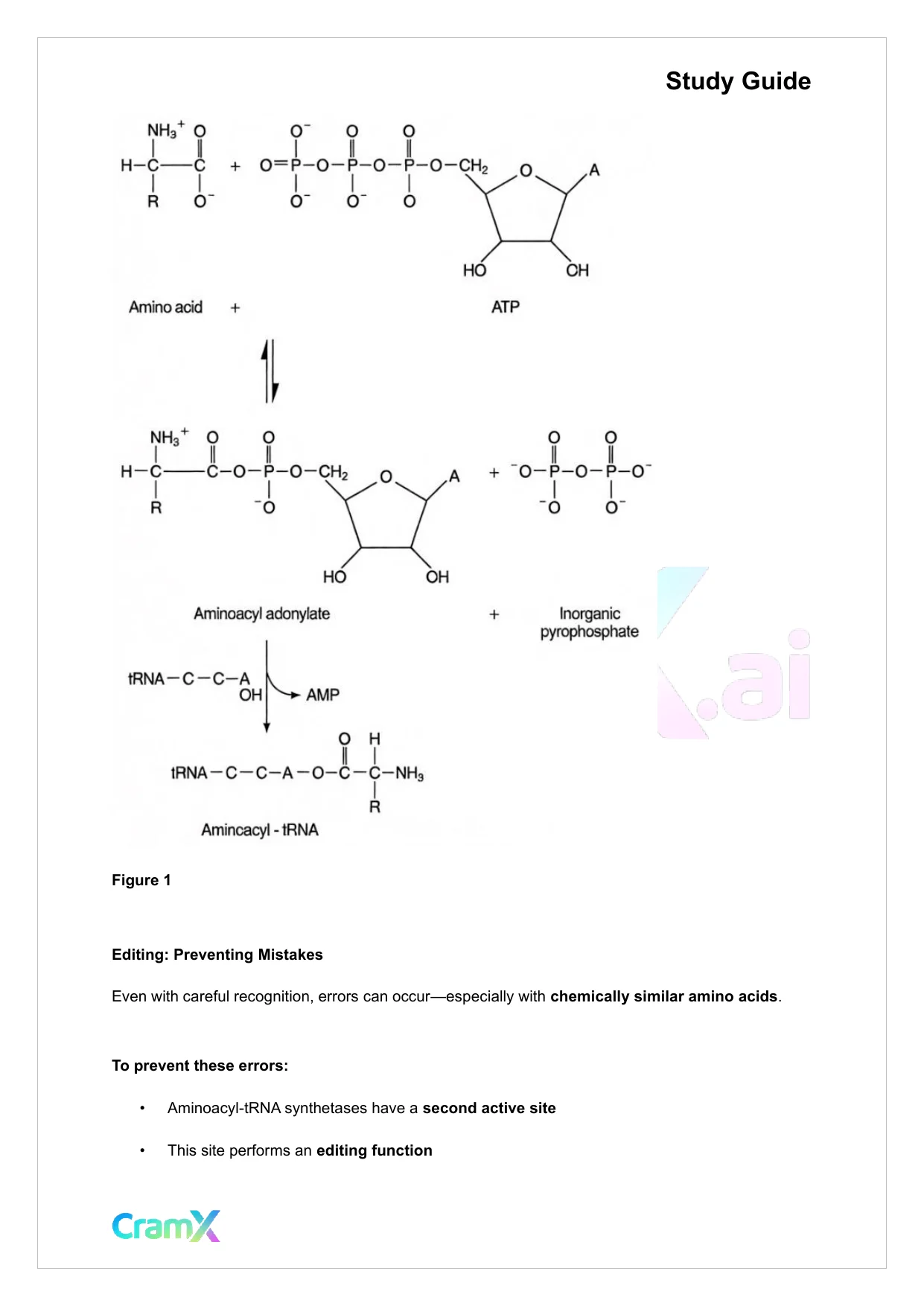 Biochemistry-II - Protein Synthesis - Page 3 preview image