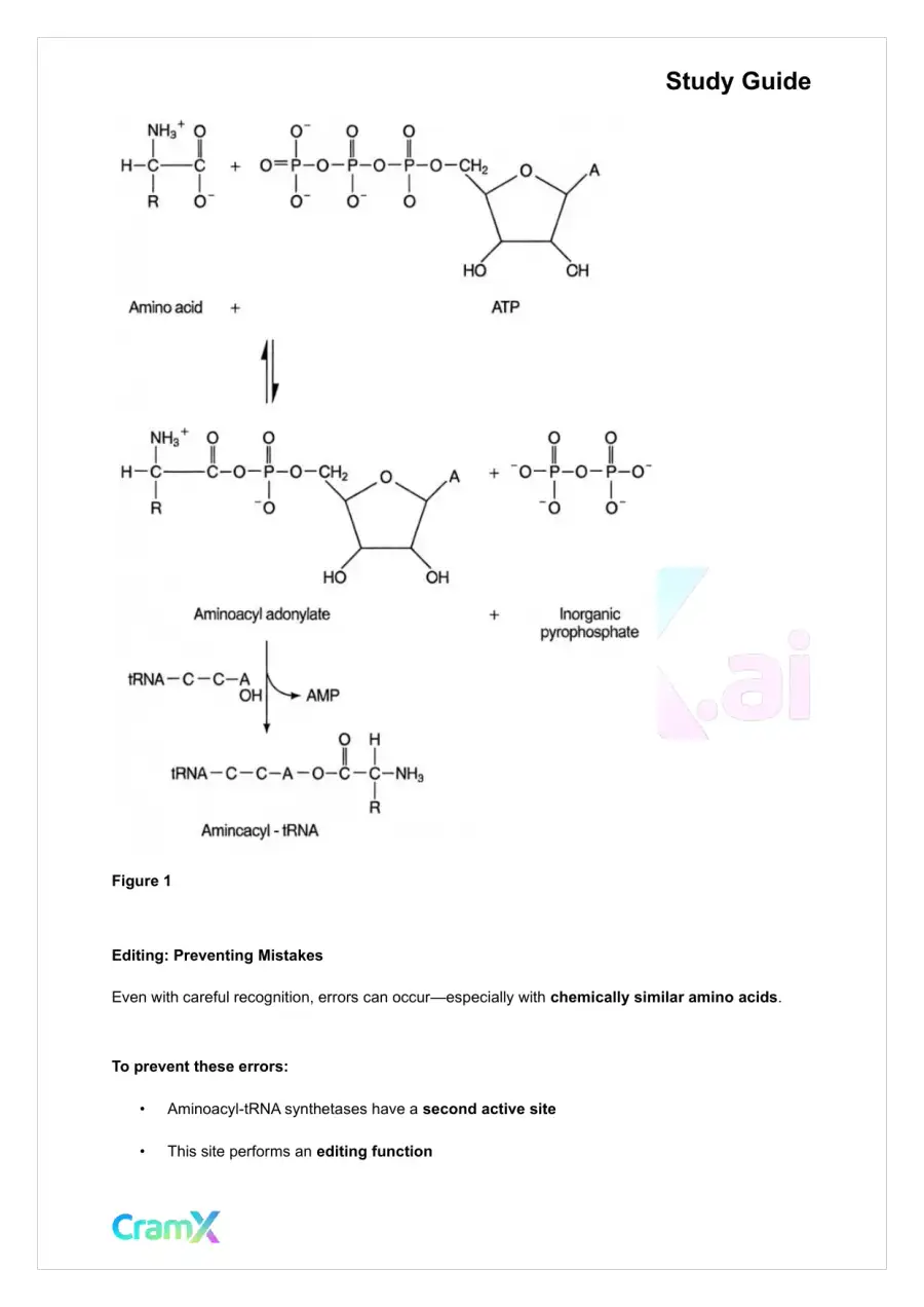 Biochemistry-II - Protein Synthesis, page 3