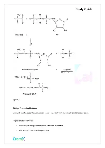 Biochemistry-II - Protein Synthesis - Page 3 preview image