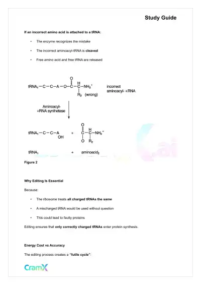 Biochemistry-II - Protein Synthesis - Page 4 preview image