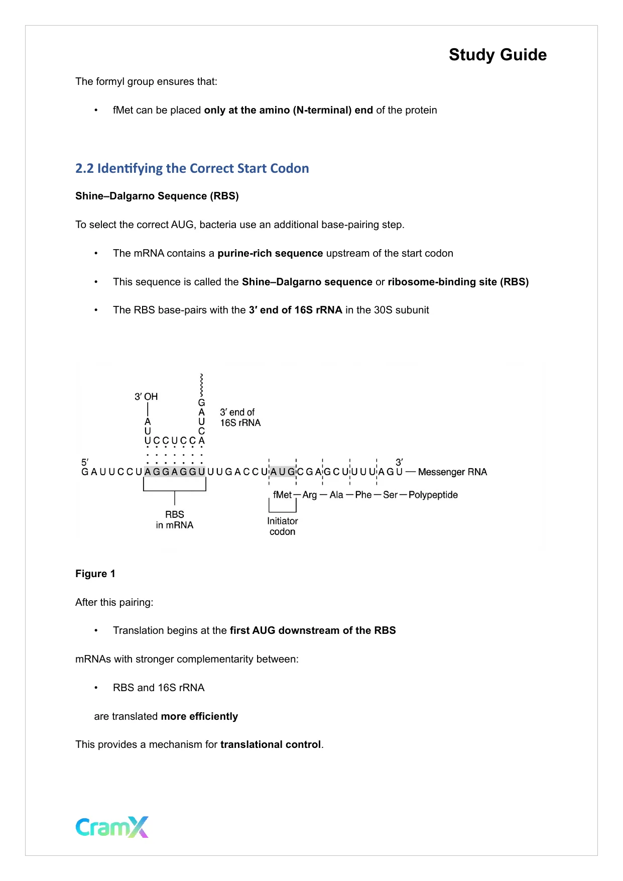 Biochemistry-II - Protein Synthesis - Page 7 preview image