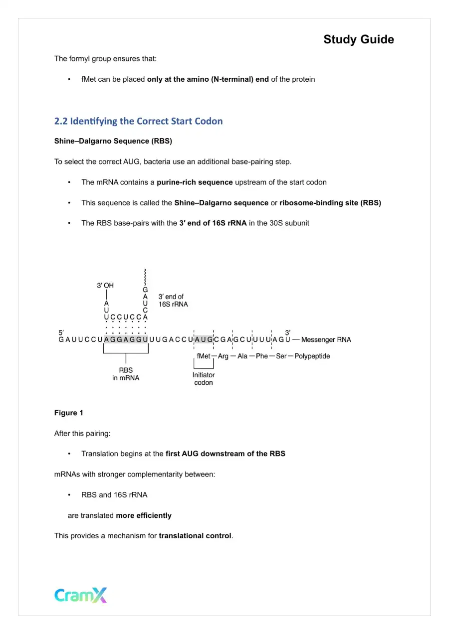 Biochemistry-II - Protein Synthesis, page 7