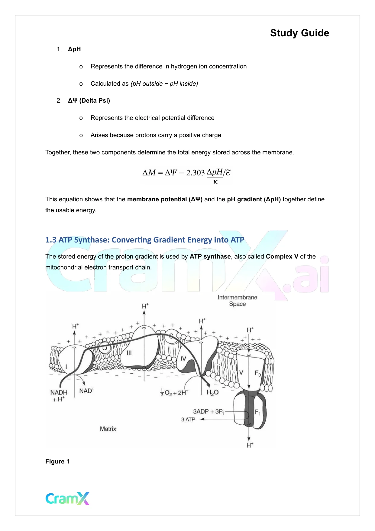 Biochemistry I - Oxidative Phosphorylation - Page 2 preview image