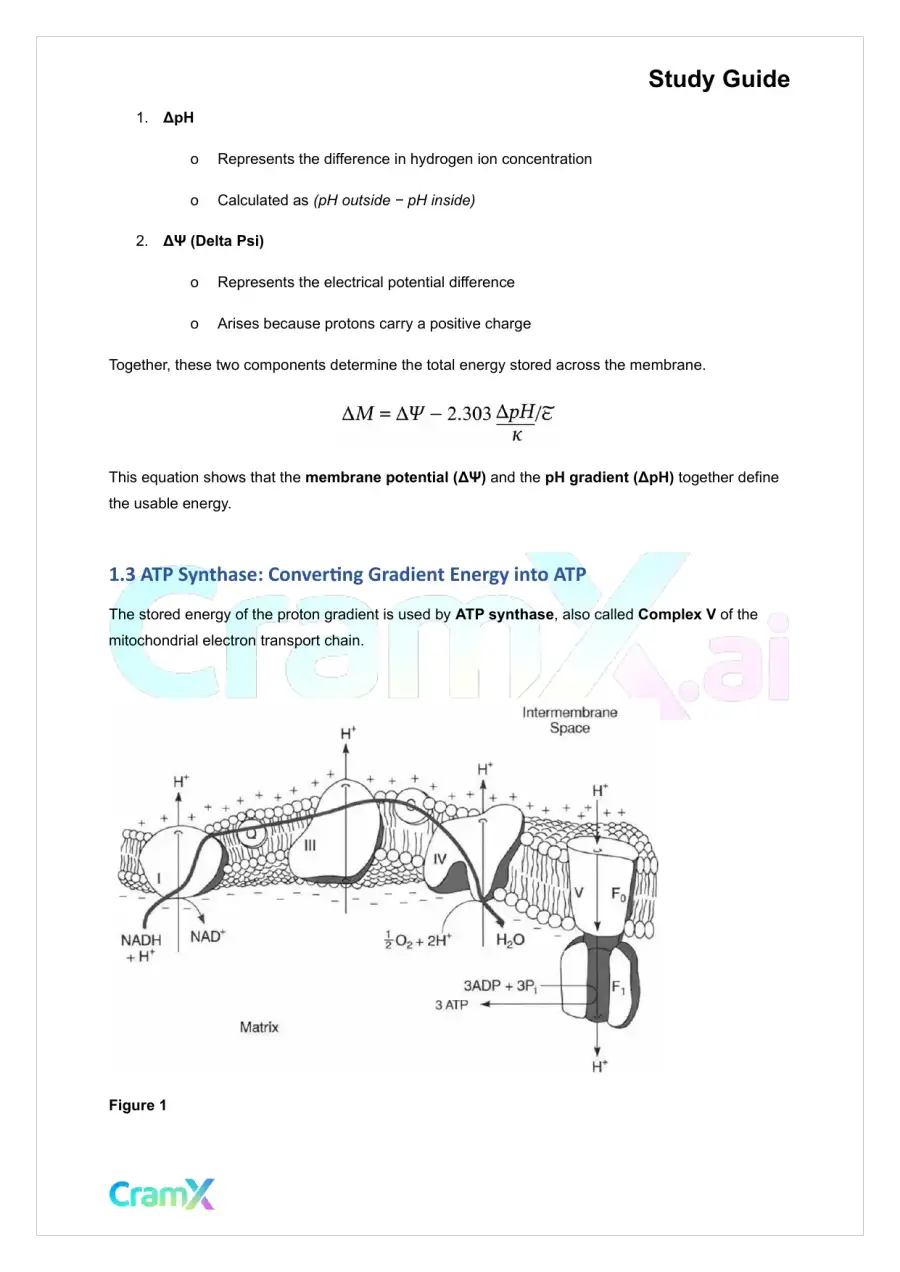 Biochemistry I - Oxidative Phosphorylation, page 2