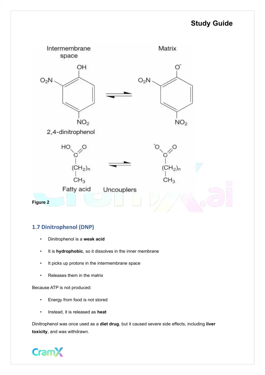 Biochemistry I - Oxidative Phosphorylation, page 4