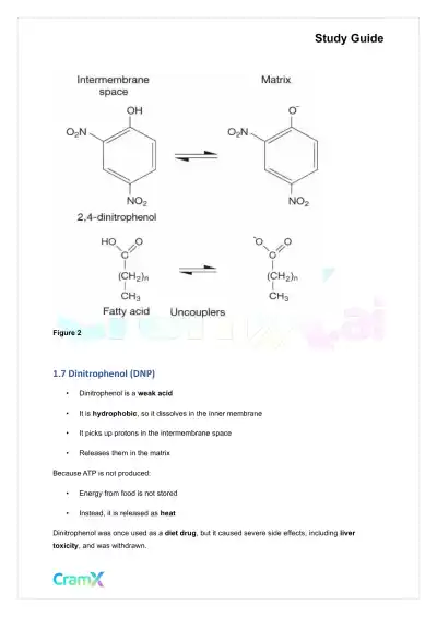 Biochemistry I - Oxidative Phosphorylation - Page 4 preview image
