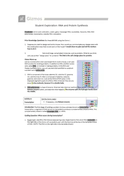 Student Exploration RNA and Protein Synthesis Voca - Page 1 preview image