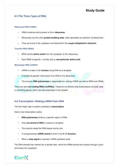Biology - Gene Expression (Molecular Genetics) - Page 8 preview image