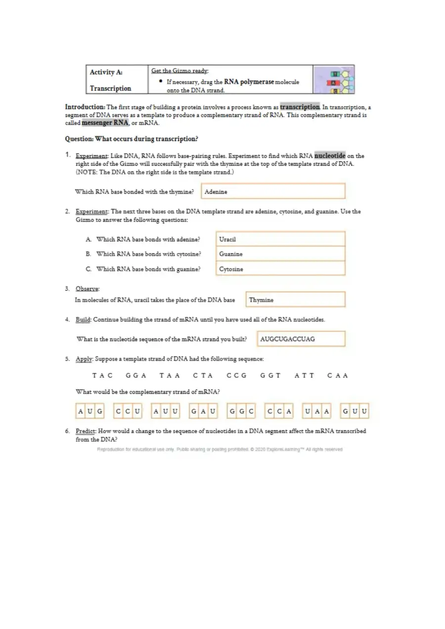 Rna and protein synthesis gizmo, page 2