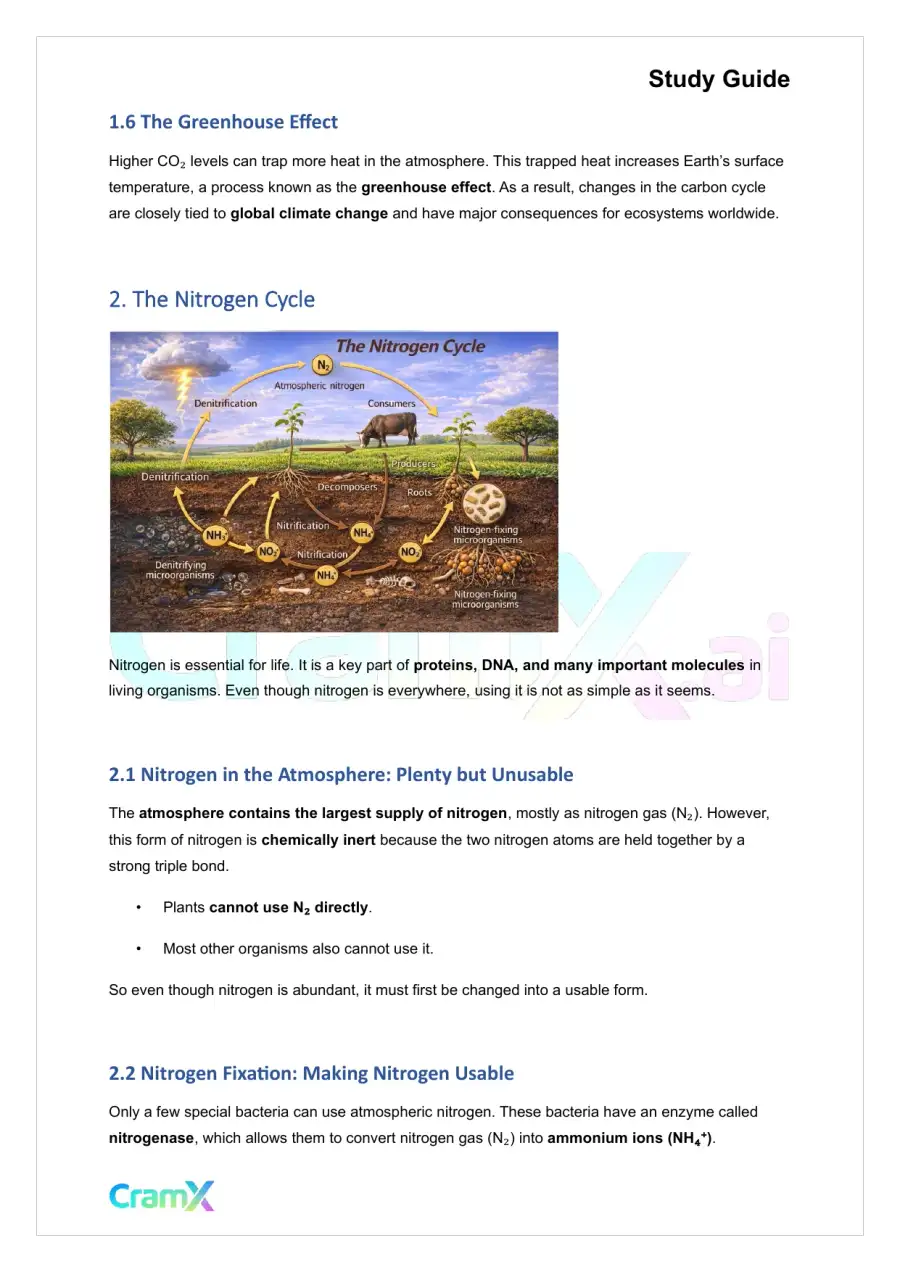 Plant Biology - Biogeochemical Cycles, page 3