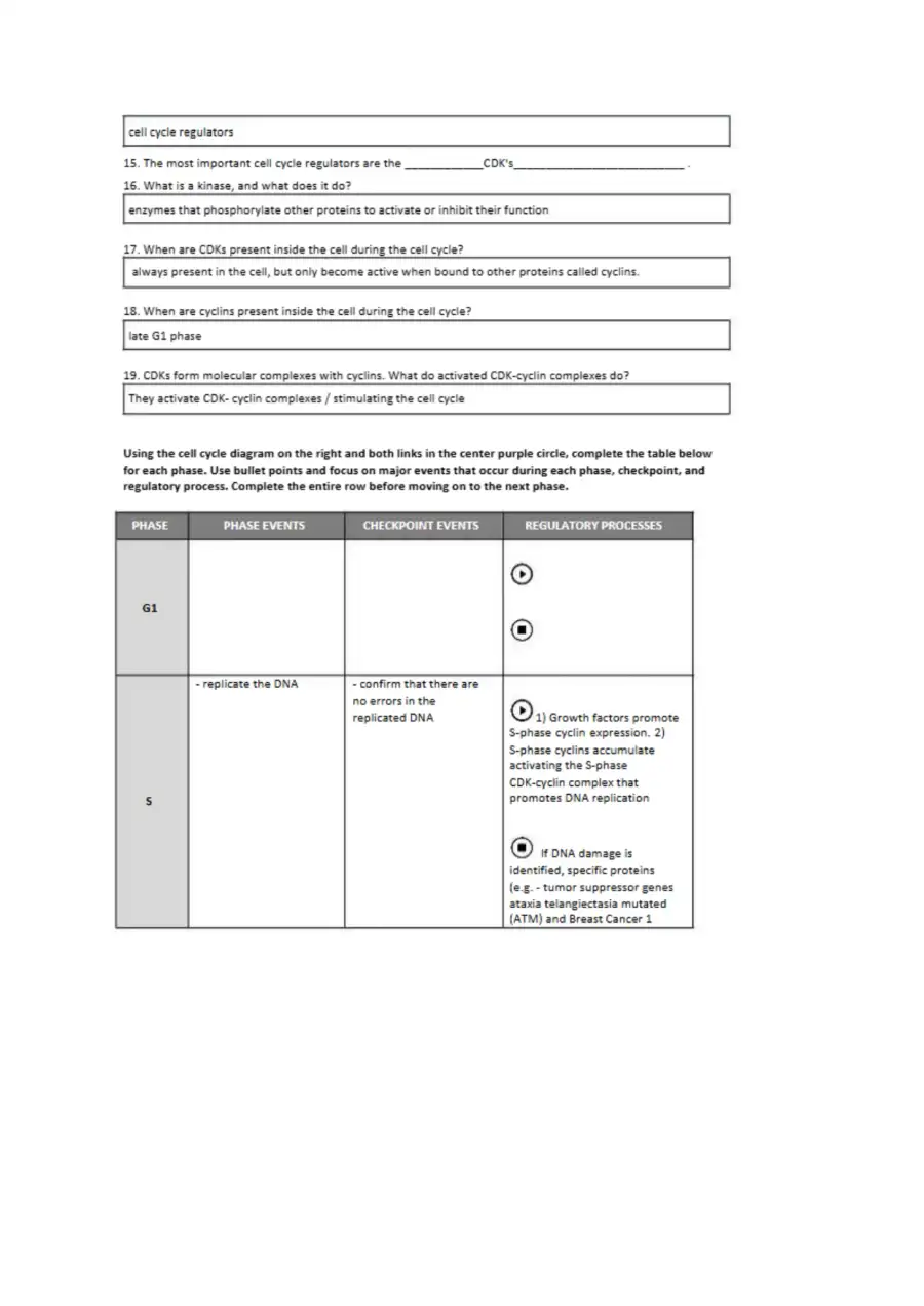 Eukaryotic Cell Cycle and Cancer In Depth Workshee, page 3