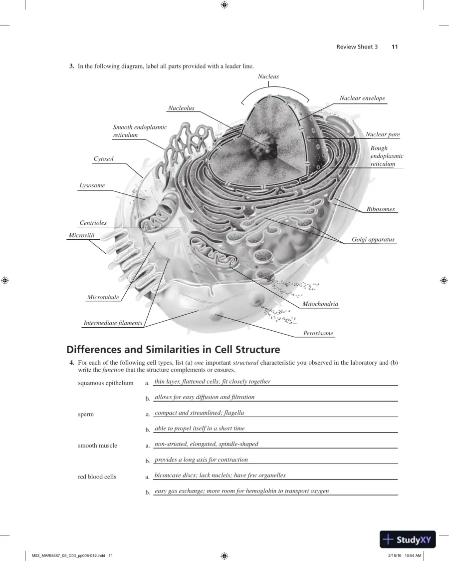 Solution Manual for Laboratory Manual for Anatomy and Physiology, 6th Edition, page 12