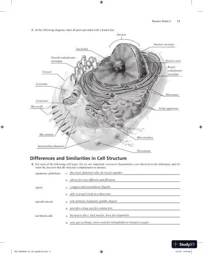 Solution Manual for Laboratory Manual for Anatomy and Physiology, 6th Edition - Page 12 preview image