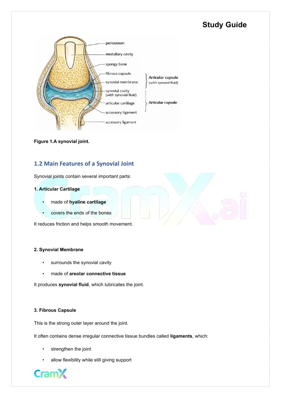 Anatomy and Physiology - Articulations, page 4