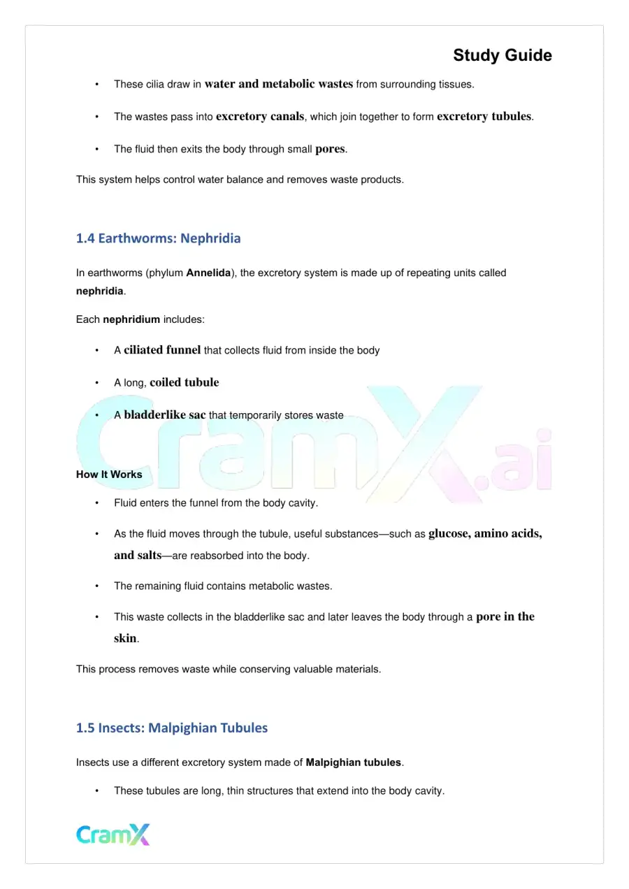 Biology - Excretion and Homeostasis, page 2