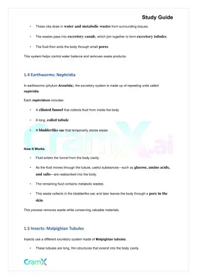 Biology - Excretion and Homeostasis - Page 2 preview image