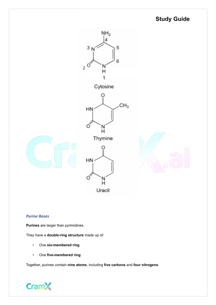 Biochemistry-II - Purines and Pyrimidines, page 2