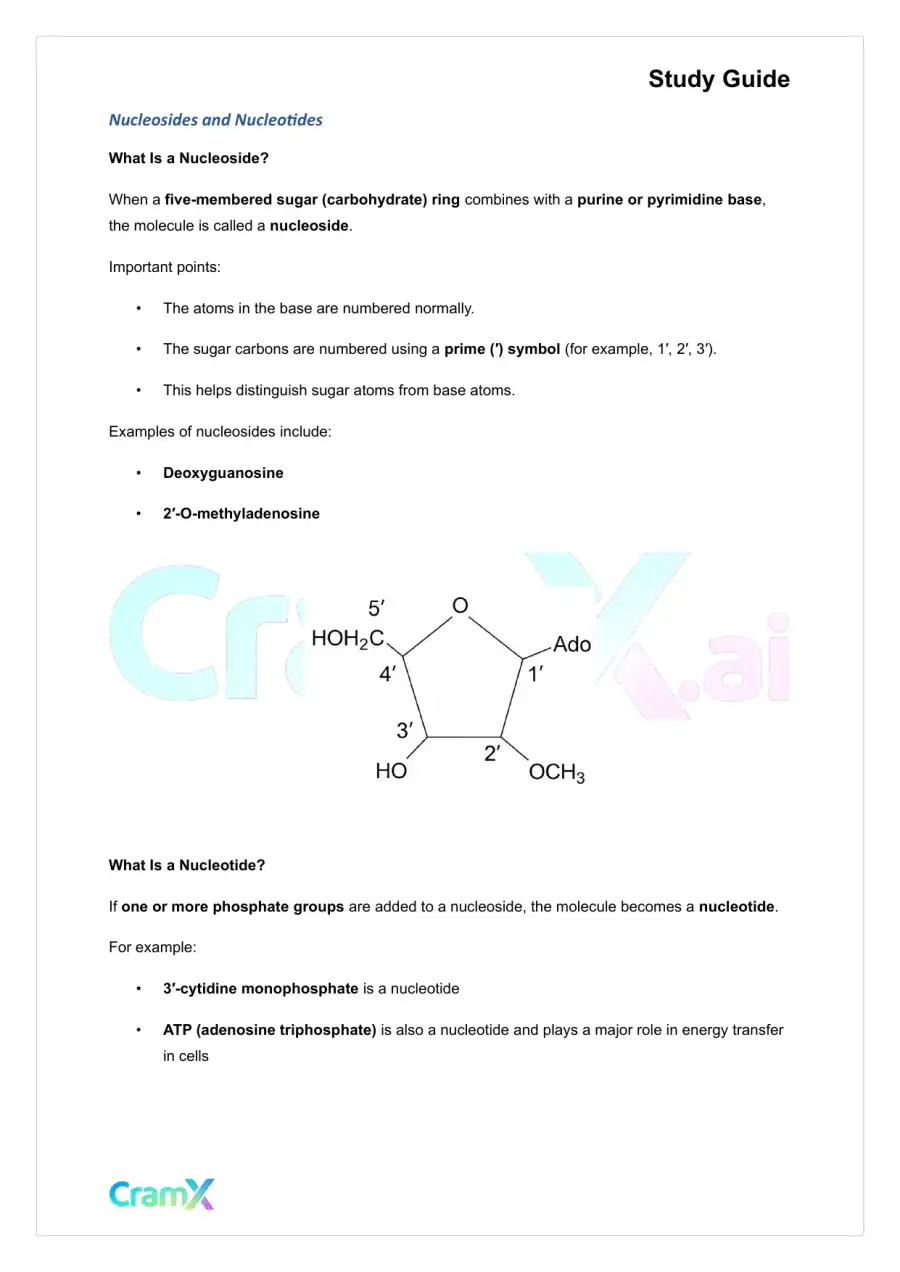 Biochemistry-II - Purines and Pyrimidines, page 4