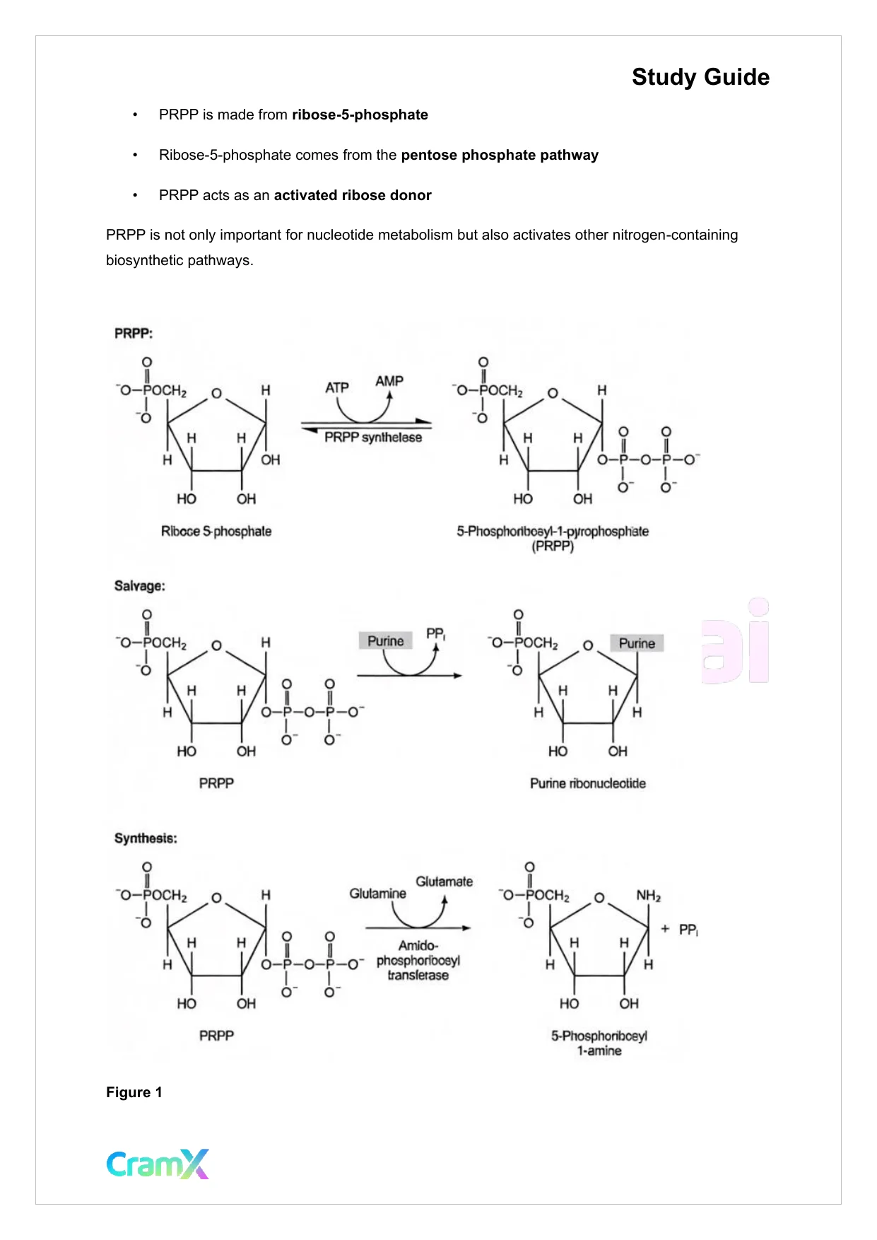 Biochemistry-II - Purines and Pyrimidines - Page 7 preview image