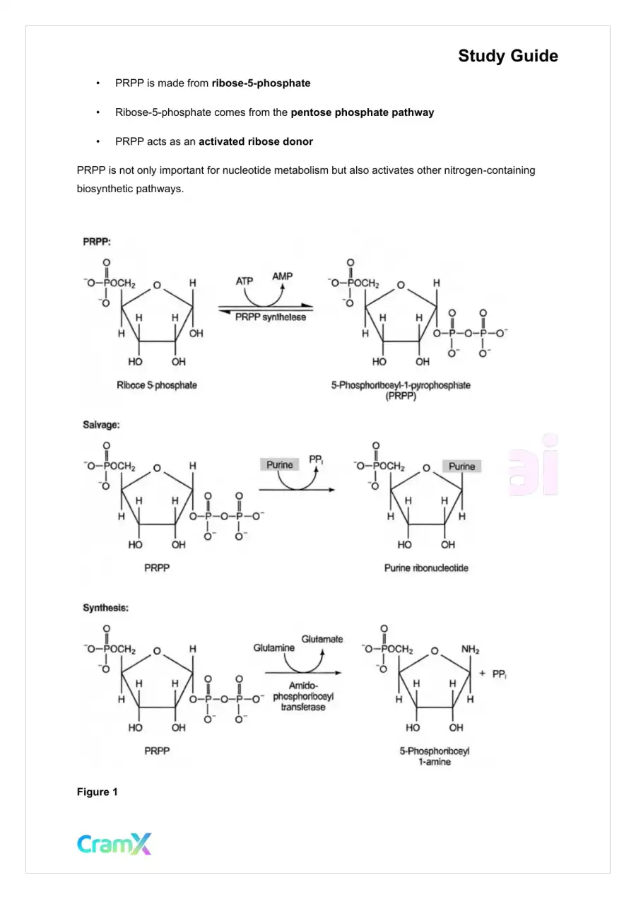 Biochemistry-II - Purines and Pyrimidines, page 7