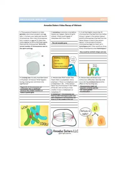 Amoeba Sisters Video Recap of Meiosis - Page 1 preview image