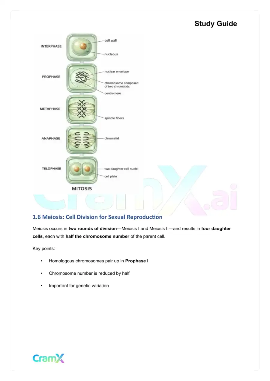 Plant Biology - Cell Division, page 4
