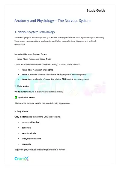 Anatomy and Physiology - The Nervous System - Page 1 preview image