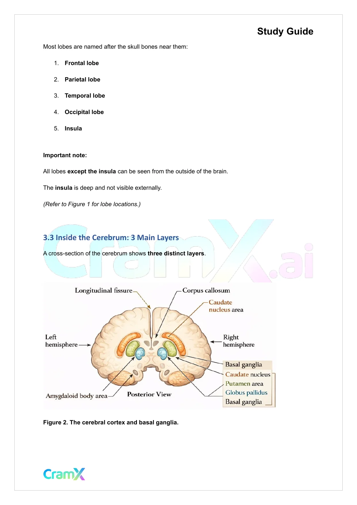 Anatomy and Physiology - The Nervous System - Page 10 preview image