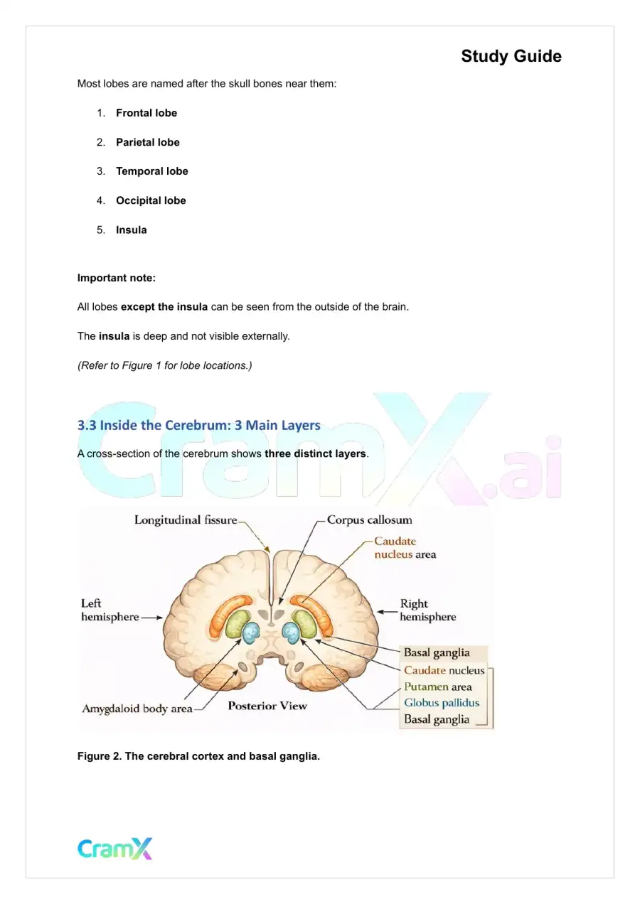 Anatomy and Physiology - The Nervous System, page 10
