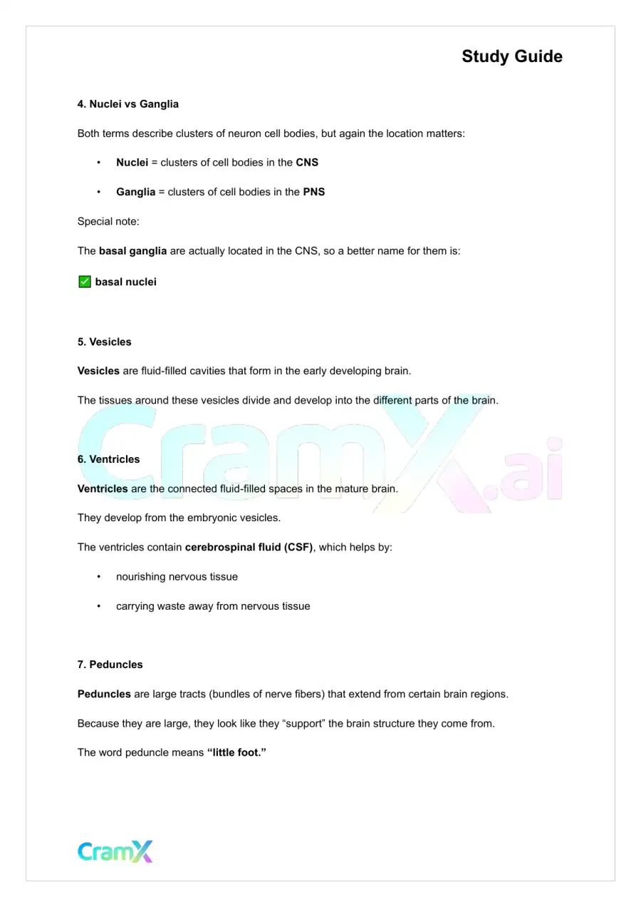 Anatomy and Physiology - The Nervous System, page 2