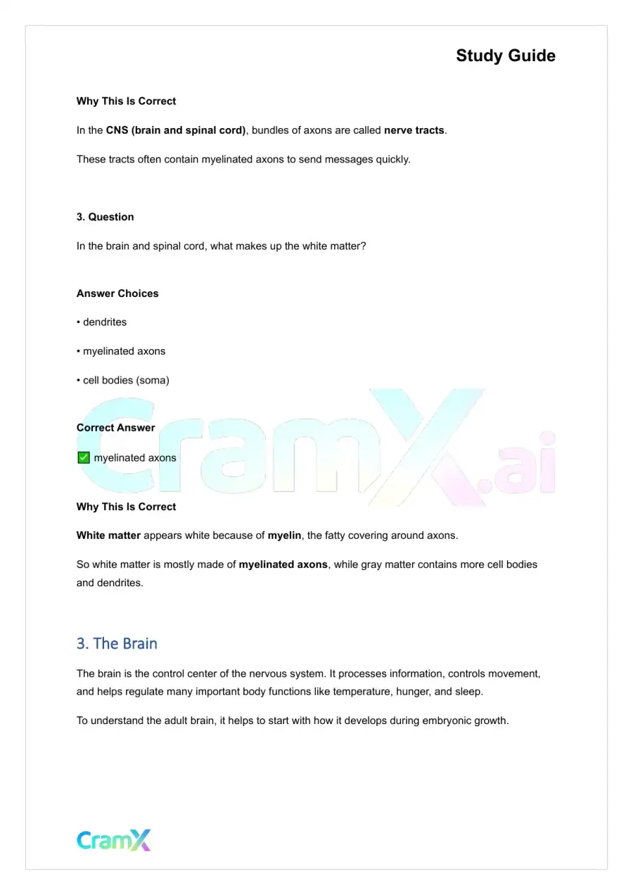 Anatomy and Physiology - The Nervous System, page 4