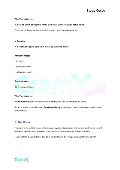 Anatomy and Physiology - The Nervous System - Page 4 preview image