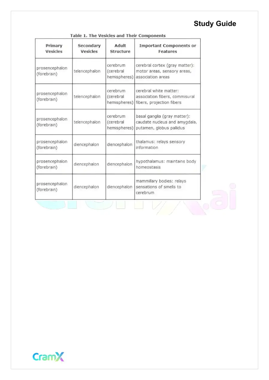 Anatomy and Physiology - The Nervous System, page 6