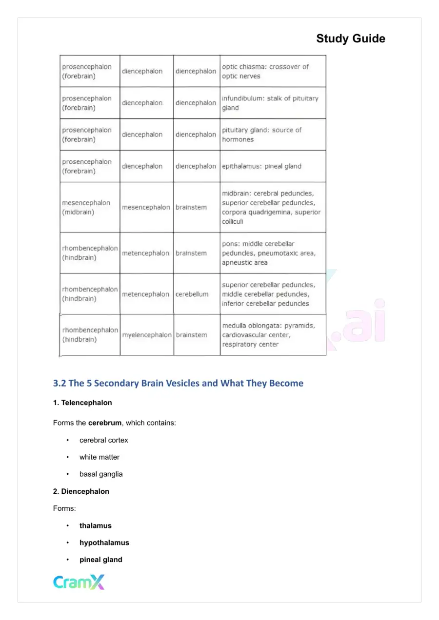 Anatomy and Physiology - The Nervous System, page 7