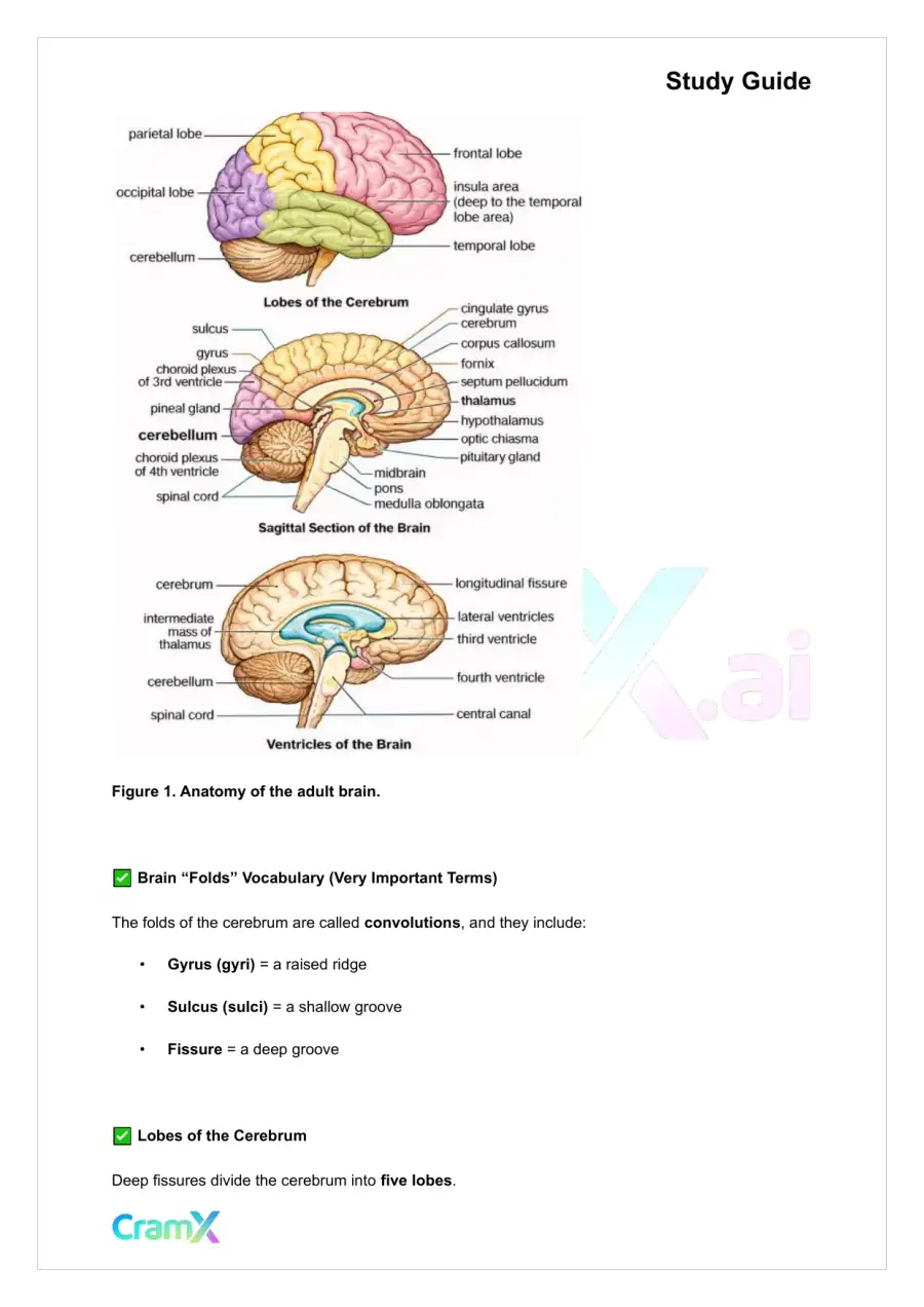 Anatomy and Physiology - The Nervous System, page 9
