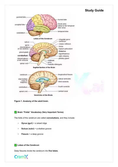 Anatomy and Physiology - The Nervous System - Page 9 preview image
