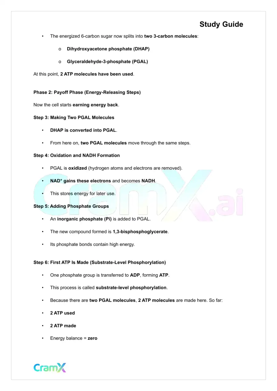 Plant Biology - Respiration, page 2