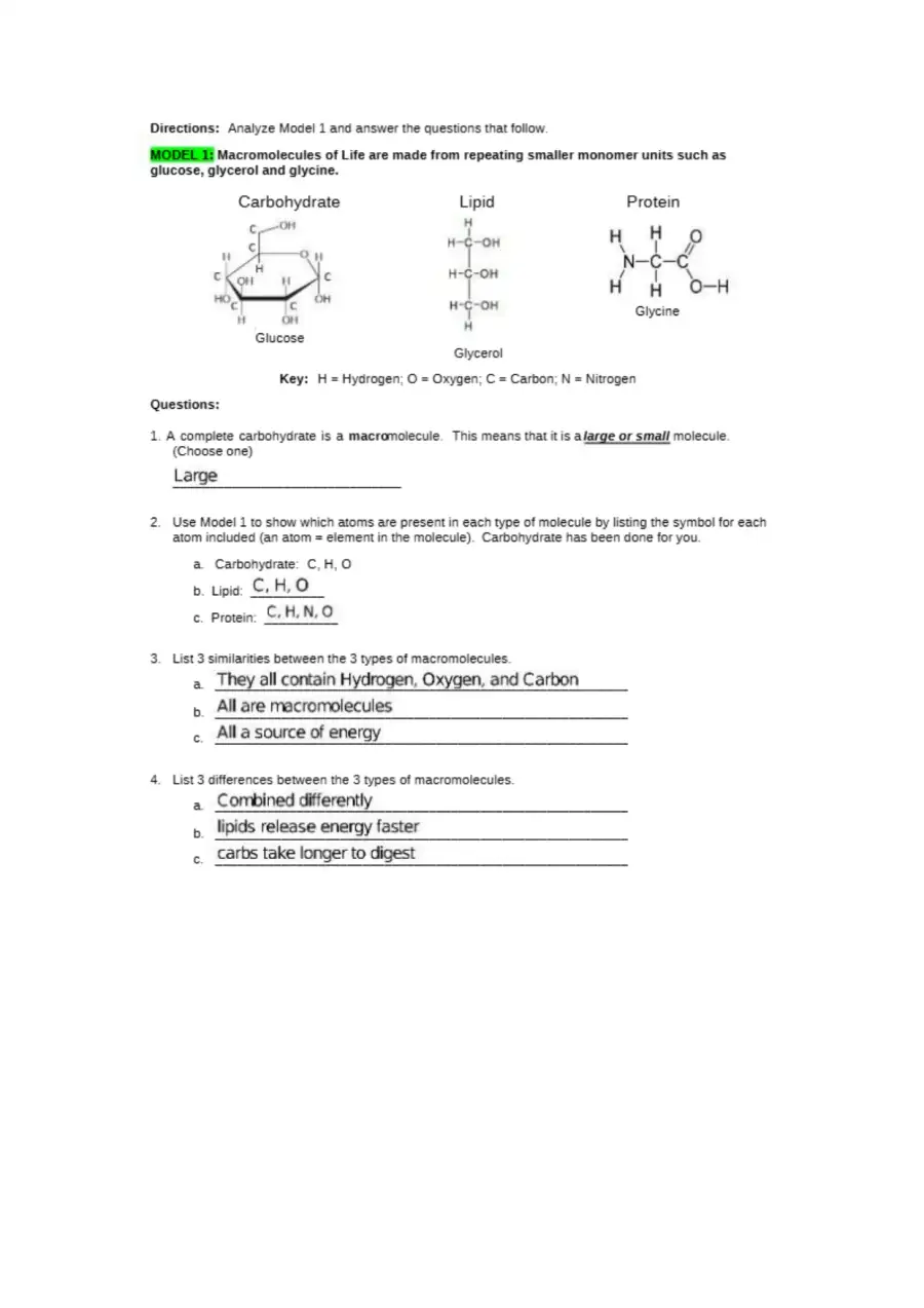Macromolecules Building Blocks of Life for Elephan, page 2