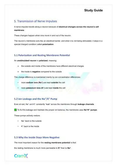 Anatomy and Physiology - Nervous Tissue - Page 10 preview image