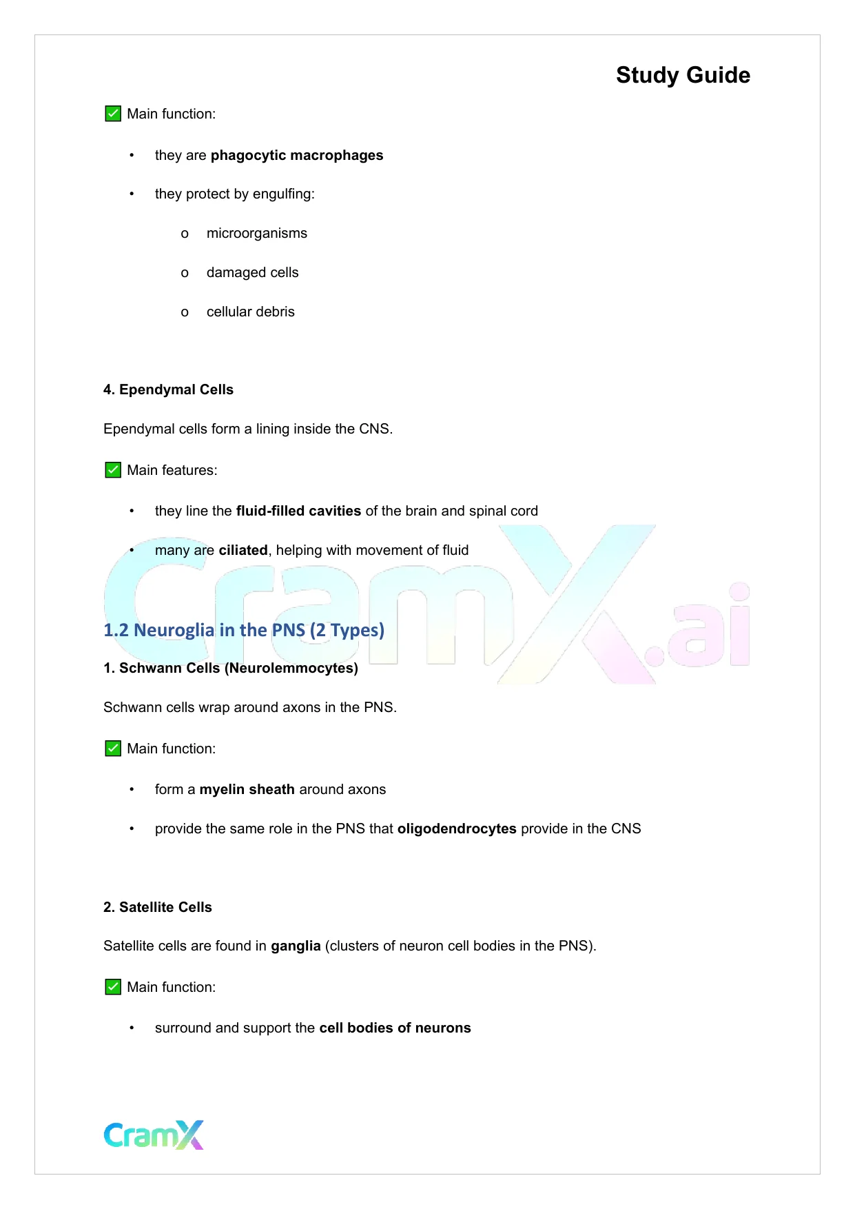 Anatomy and Physiology - Nervous Tissue - Page 2 preview image