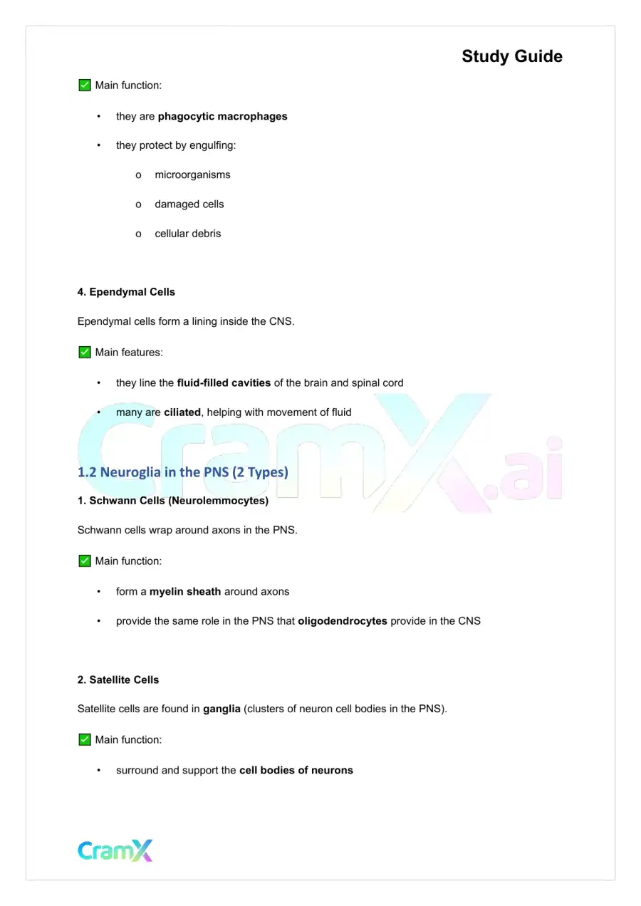 Anatomy and Physiology - Nervous Tissue, page 2
