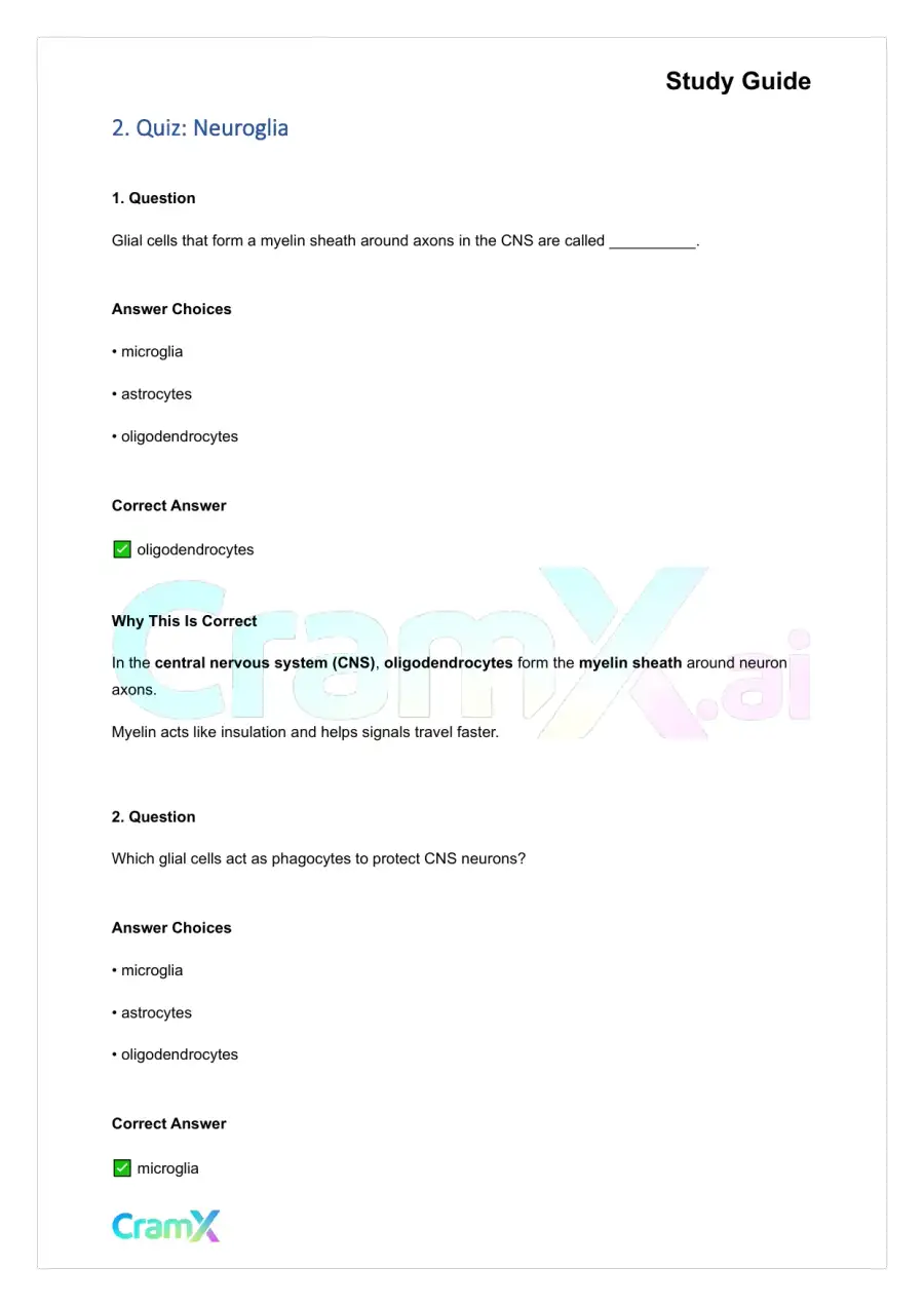 Anatomy and Physiology - Nervous Tissue, page 3